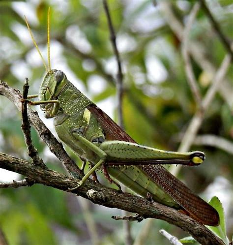 Large Green Grasshopper Schistocerca Obscura Bugguidenet