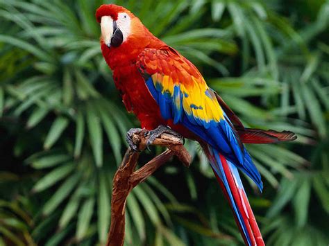 Parrot ~ World Information