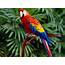 Parrot  World Information