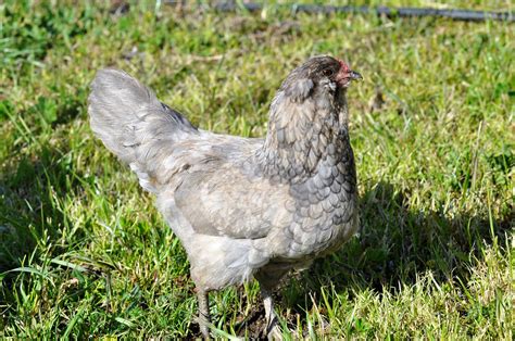 Easter Egger Bantams Baby Chicks For Sale Cackle Hatchery