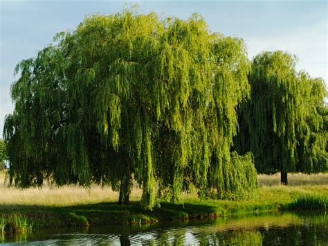 Willow Tree Care Tips For Planting Willow Trees In The Landscape Gardening Know How