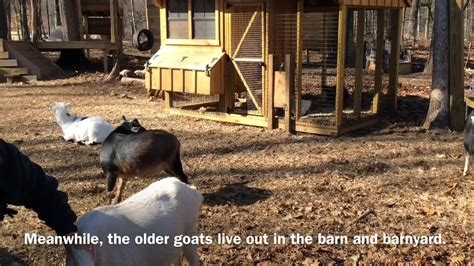 Meet The Goats Of Anarchy In Hunterdon County