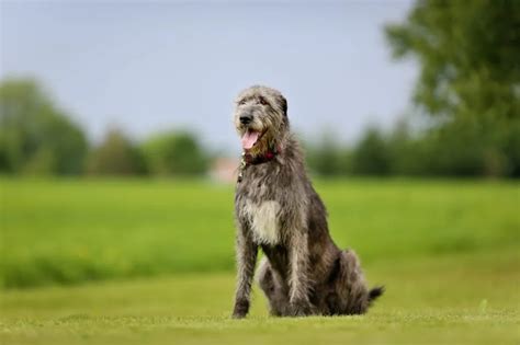 Irish Wolfhound Dog Breed Information And Characteristics