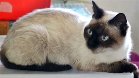 In russland wurden blaue hunde auf einer straße entdeckt (symbolbild). Molly - Wunderschöne Katze mit blauen Augen - VERMITTELT ...