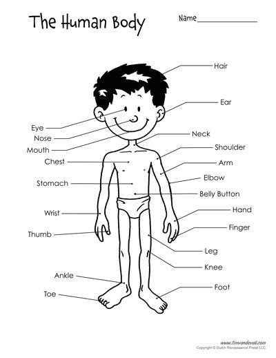 Help your child learn about the human body with a body parts worksheet. Free Printable Human Body Diagram for Kids - Labeled and ...