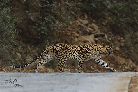 Indian Leopard Panthera Pardus Fusca Ranthambhore Np India A And J