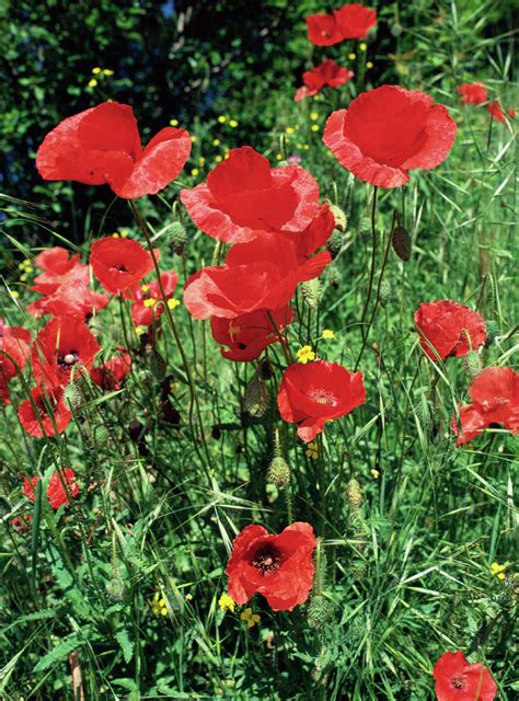 Poppies Photograph By Paul Harcourt Daviesscience Photo Library Fine