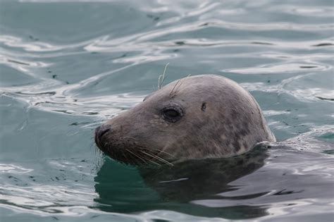 Murfs Wildlife Atlantic Grey Seals