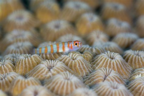 Striped Goby Trimma Cana Fish Photograph By Reinhard Dirscherl Pixels