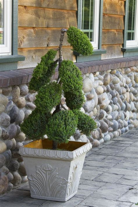 Japanese needle juniper (juniperus squamata) also known as the himalayan juniper, it's one of the most striking bonsai trees! 1000+ images about Topiaries on Pinterest | Hedges, Water ...