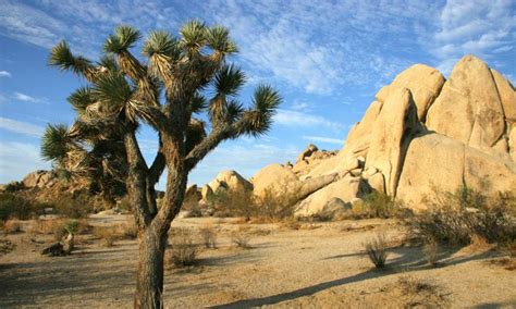 Places To Visit Joshua Tree National Park Alltrips