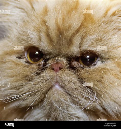 Grumpy Cat Persian Cat Persan Angry Fun Funny Stock Photo Alamy