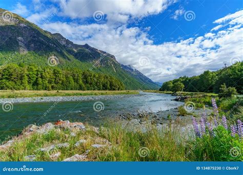 Meadow With Lupins On A River Between Mountains New Zealand 18 Stock
