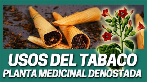 Propiedades Medicinales De La Planta Del Tabaco Nicotiana Tabacum