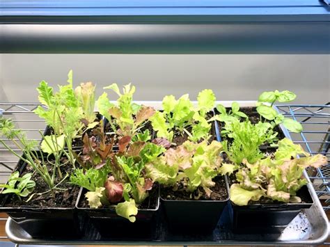 Simple Guide To Growing Lettuce Herbs And Microgreens Indoors