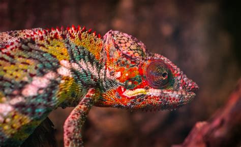 Free Images Common Chameleon Iguania Scaled Reptile Terrestrial