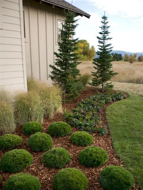 Front Yard Garden With Dwarf Pine Trees 24 Evergreen Landscape Front