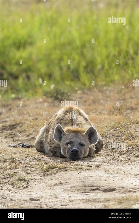 Sleeping Hyena Hi Res Stock Photography And Images Alamy
