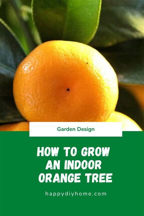 How To Grow An Indoor Orange Tree Happy Diy Home