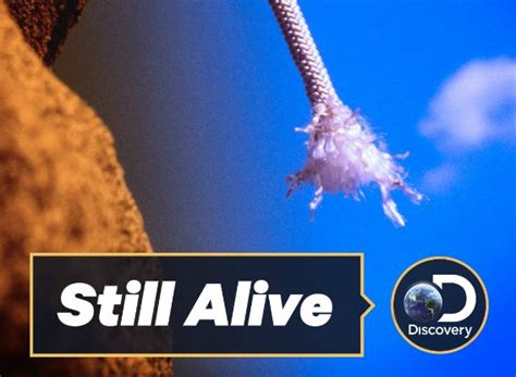 Still Alive Tv Show Air Dates And Track Episodes Next Episode