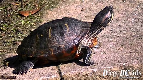 Turtle Species Tartaruga Florianópolis Testudinata Cheloniidae