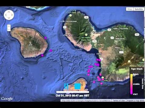 Find the shark tank product you're looking for. Hawaii tiger shark tracking: tag ID 133369 - YouTube