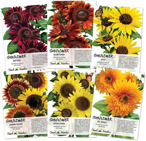 Sunflower Seed Packet Assortment Helianthus Annuus Non Gmo Etsy