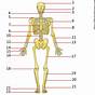 Skeletal System Worksheet Answers