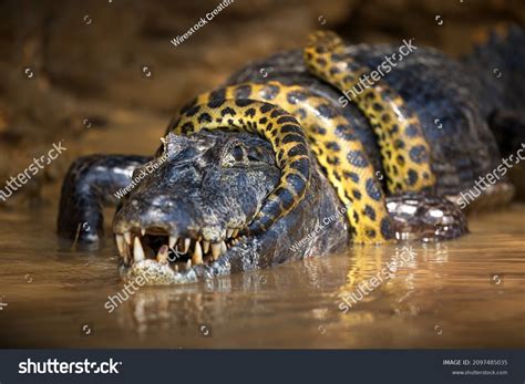 Closeup Anaconda Snake Wrapped Around Alligator Stock Photo 2097485035