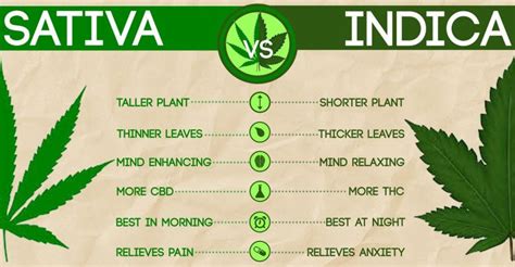 Some of the most famous types involve purple trainwreck, headband, sour diesel, juicy fruit, and alien do not pick a strain based on its sativa or indica categorization. Sativa vs. indica - The Pitt News