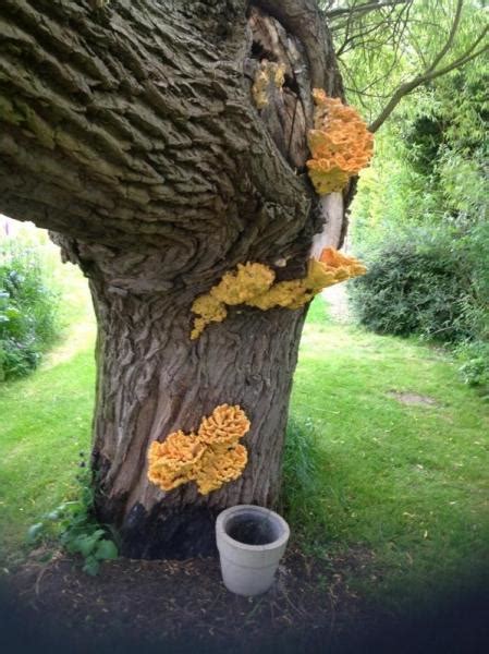 Yellow Fungus On Willow Tree Tree Health Care Arbtalk The Social