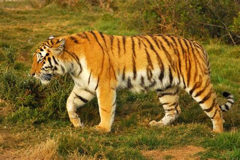 Tiger Walking Full Body Of A Beautiful Siberian Tiger Walking In The