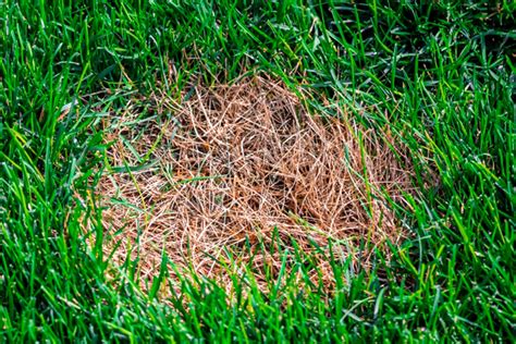 How To To Get Rid Of Brown Patch Fungus On Grass