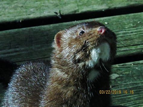 Mink Mystery Update January 19 2020 The Wildlife Research Institute