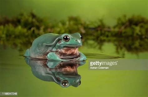 Whites Tree Frog Photos And Premium High Res Pictures Getty Images