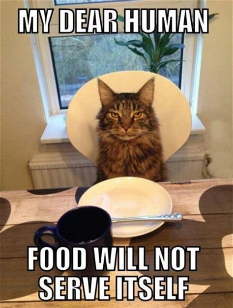 Cats Food Animal Captions Funny Animal Memes Funny Animal Pictures