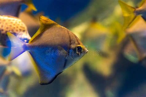 Monodactylus Argenteus Or Silver Moony Fish Stock Image Image Of