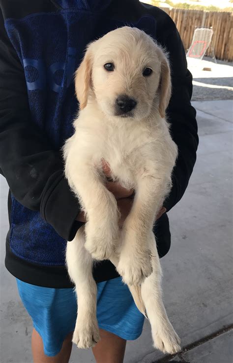 Approachability i like to see a pup who is curious and friendly, who. Snowball - a male Double Doodle puppy for sale in Nevada ...