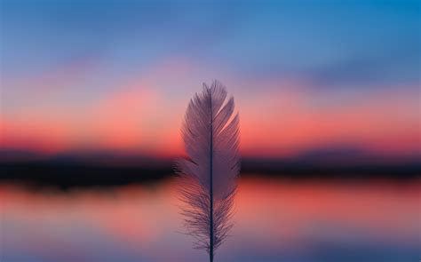 Feather Focus Blur Sunset 5k Wallpaperhd Nature Wallpapers4k