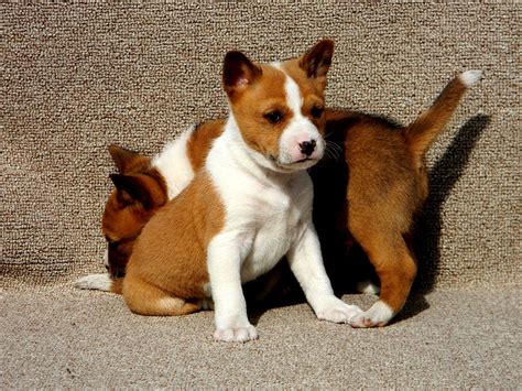 Basenji Puppy Cachorritos De Basenji De 37 Dias Basenji S Flickr