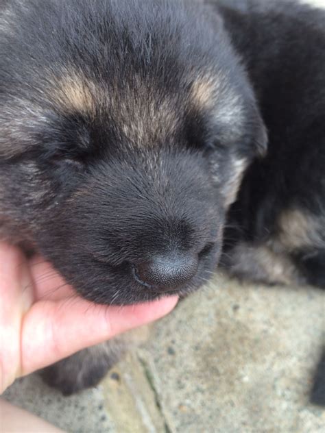 My New German Shepherd Puppy Milo At 6 Weeks Old German