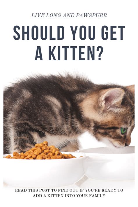 Why Do Kittens Eat So Much Hasma