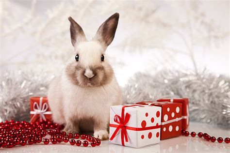 Best Christmas Rabbit Stock Photos Pictures And Royalty Free Images Istock