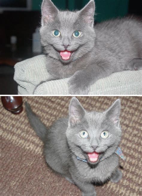 95 Of The Smiliest Cats On The Internet