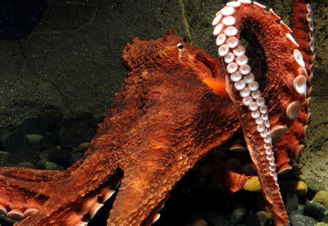 Octopus The Biggest Animals Kingdom