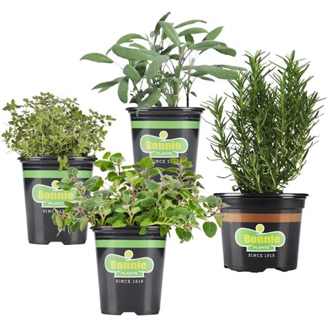Bonnie Plants 193 Oz 4 Pack In Pot Grillers Herb Plant Garden In The