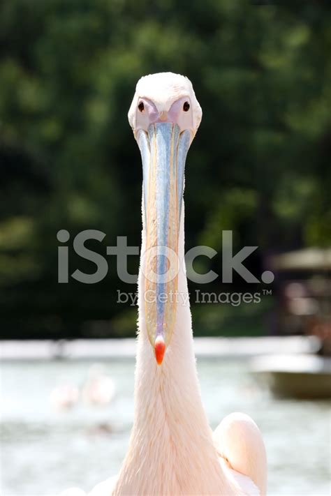 The technology for (b) is woefully outdated. Pelican Stock Photos - FreeImages.com