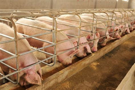 The Limit Weight Of Profitability For Pigs