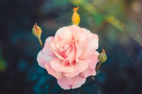 Roze Rose Blooming In Tuin Gevoelige Rozen Op De Groene Achtergrond