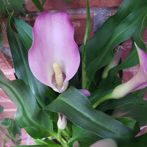 Zantedeschia Rehmannii Pink Melody Calla Lily Pink Melody In